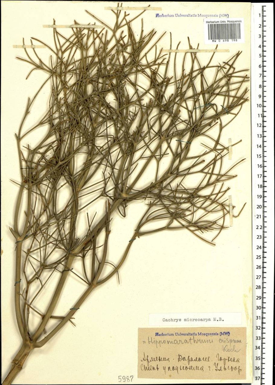 Фенхель конский мелкоплодный