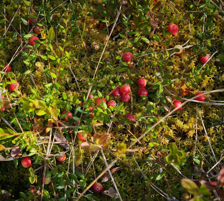 Цветок клюквы напоминает журавля