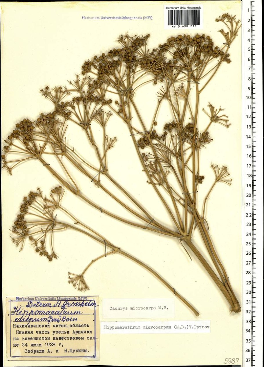 Bilacunaria microcarpa