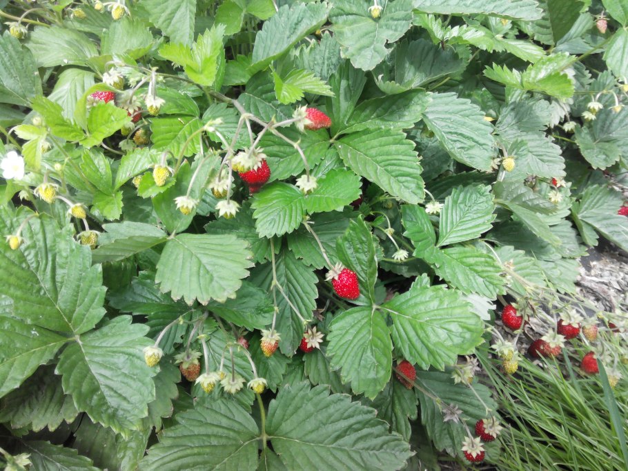 Земляника ремонтантная али баба