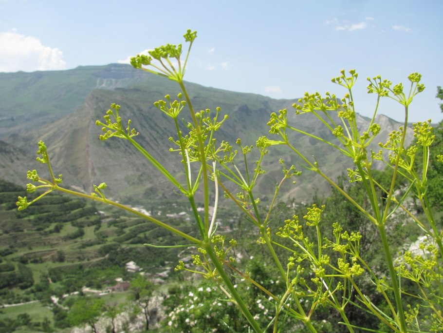 Bilacunaria microcarpa