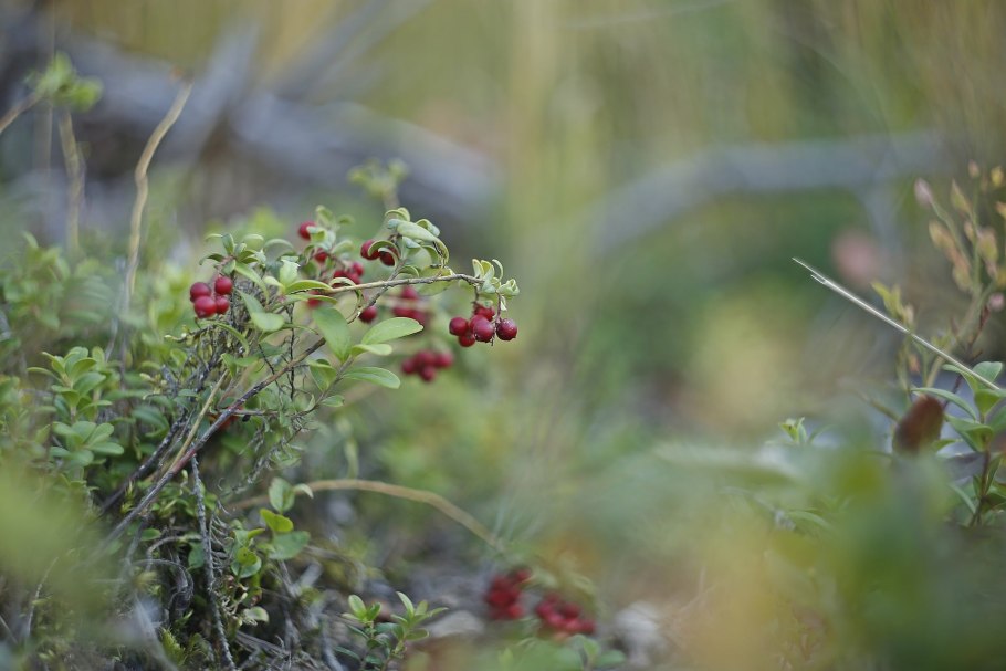 Земляника Лесная листья