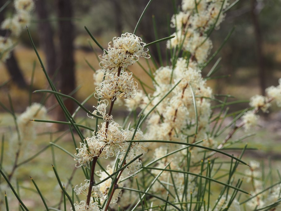 Hakea sericea