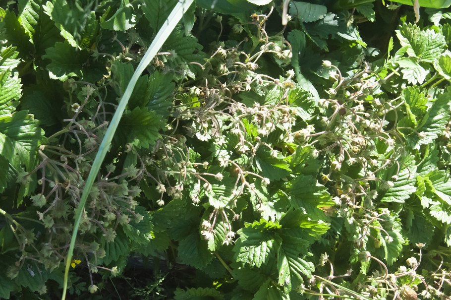 Дубняк сорняк