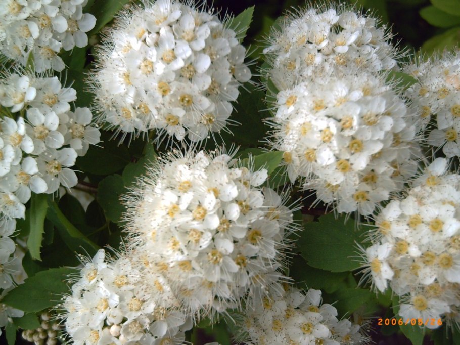 Земляника Садовая мелкоплодная фото