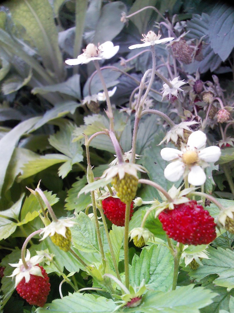 Земляника мелкоплодная ремонтантная