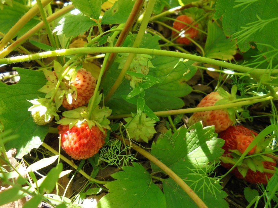 Клубника дукат