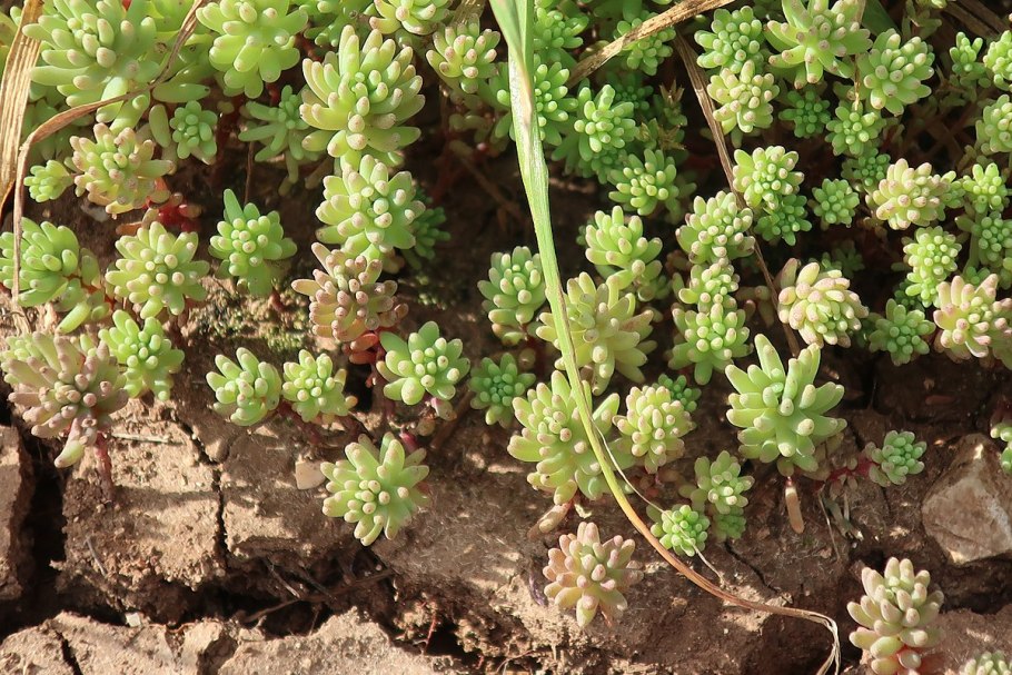 Очиток испанский sedum hispanicum