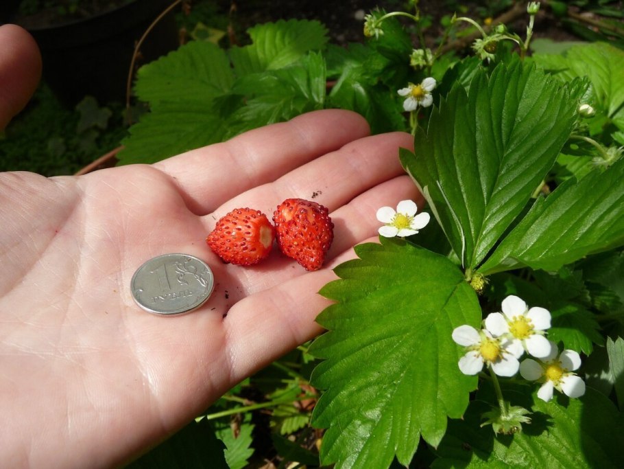 Клюква мелкоплодная