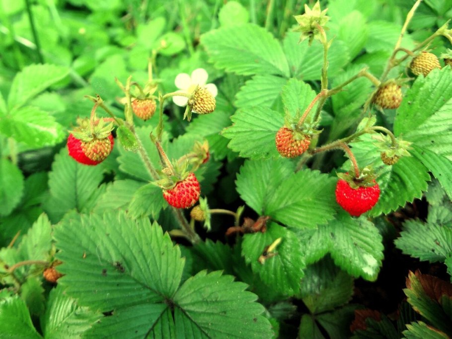 Земляника мелкоплодная ремонтантная
