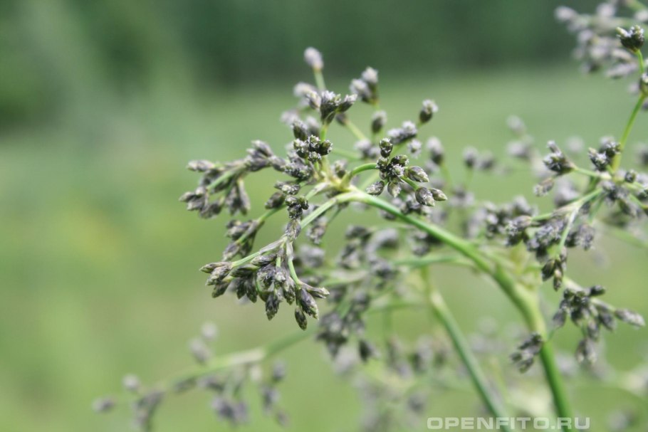 Вероника мелкоплодная