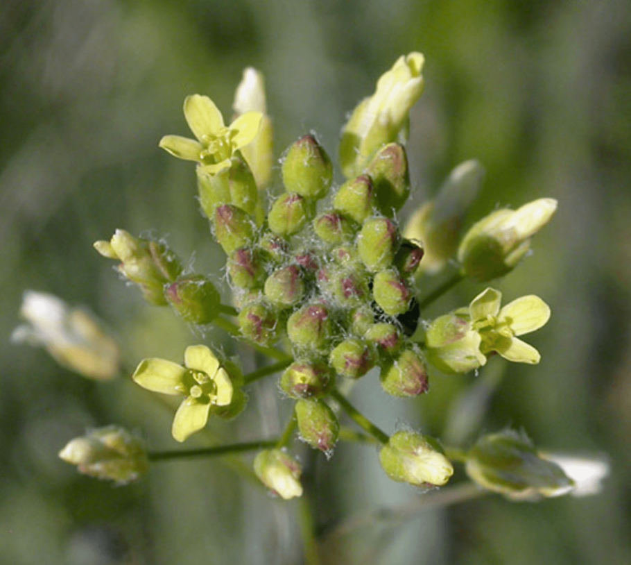 Camelina microcarpa