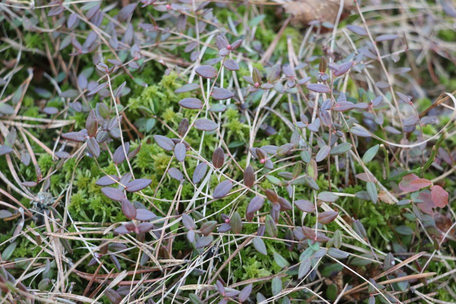 Клюква мелкоплодная