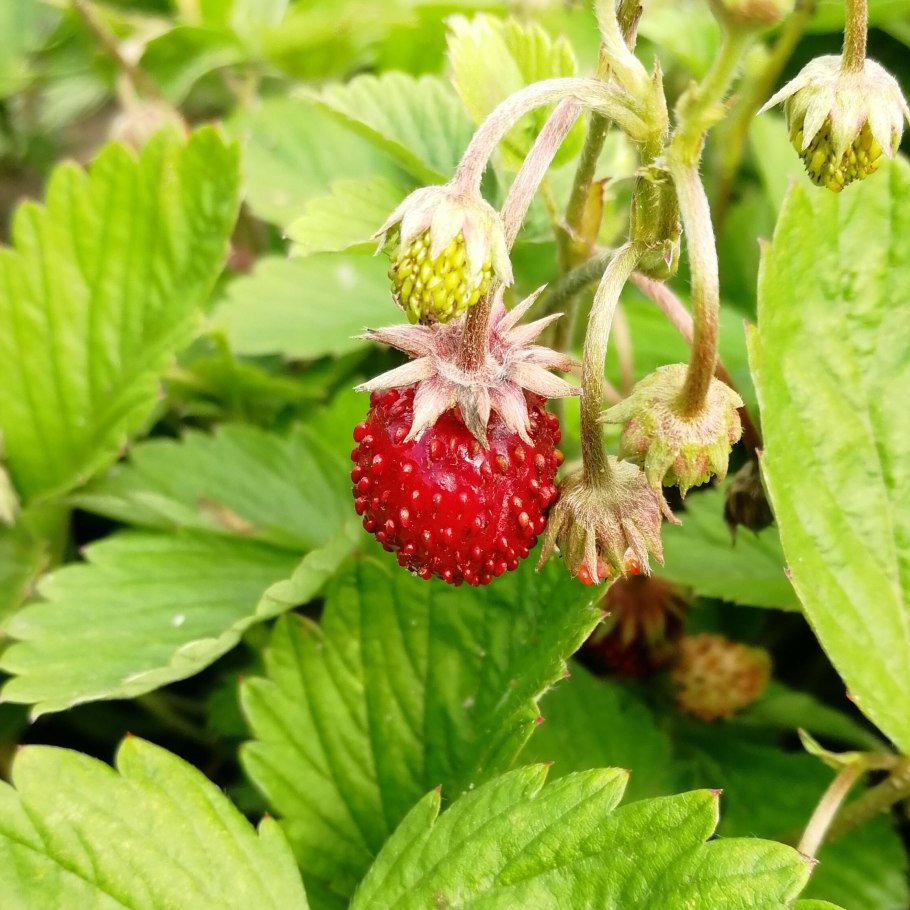 Земляника мелкоплодная