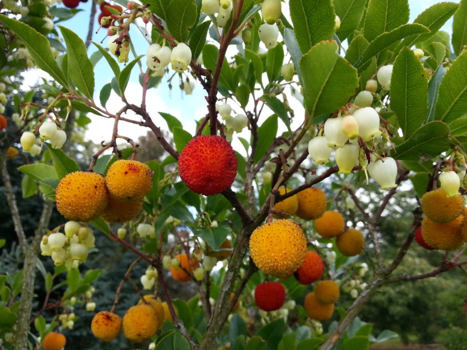 Арбутус земляничное