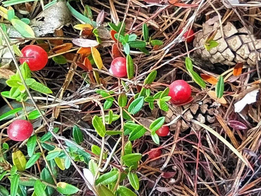 Клубника Полевая среда обитания