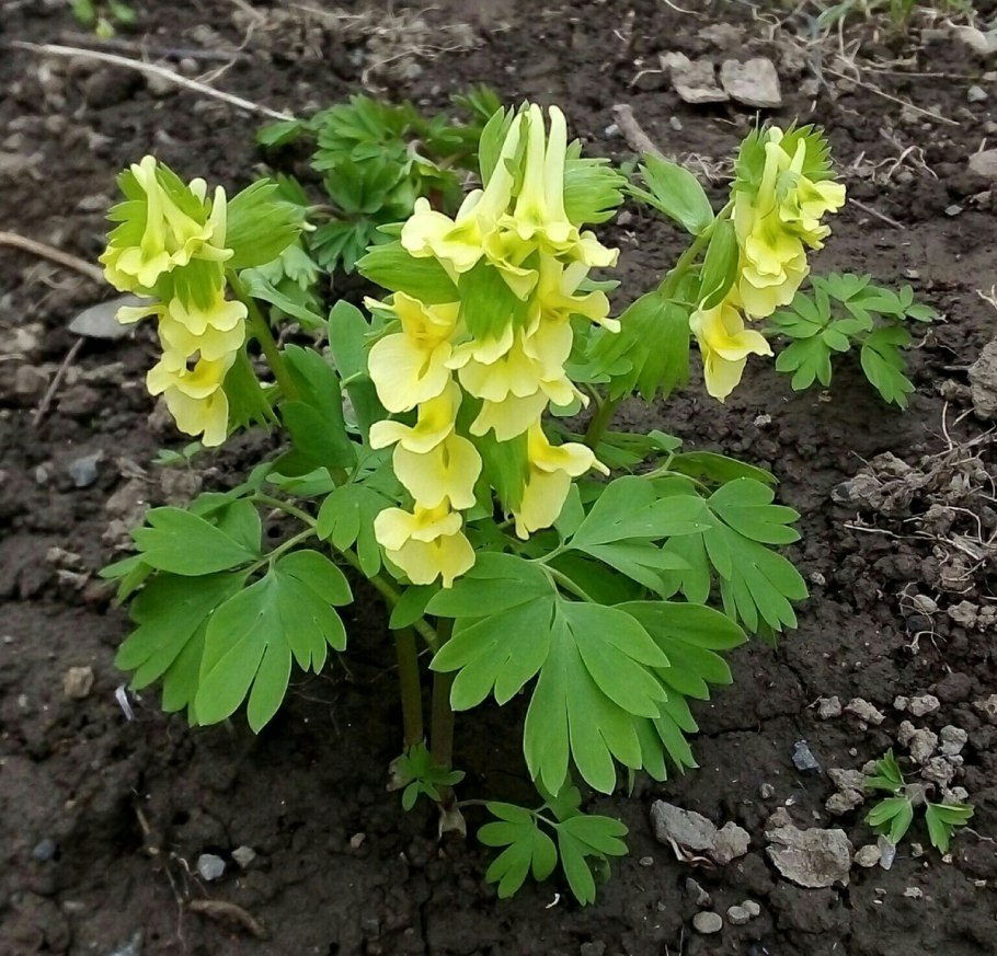 Хохлатка корневищная желтая