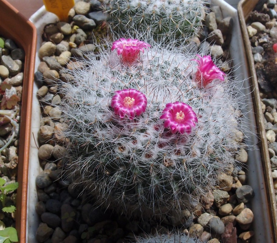 Маммиллярия гана Mammillaria hahniana