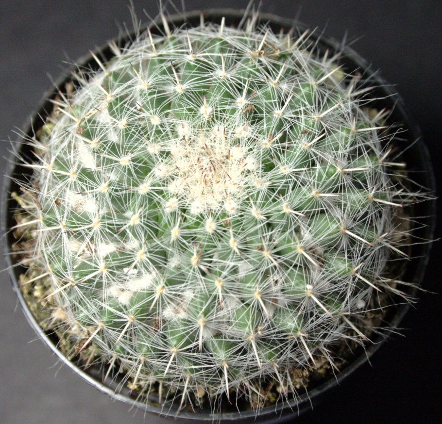 Маммиллярия Ханиана