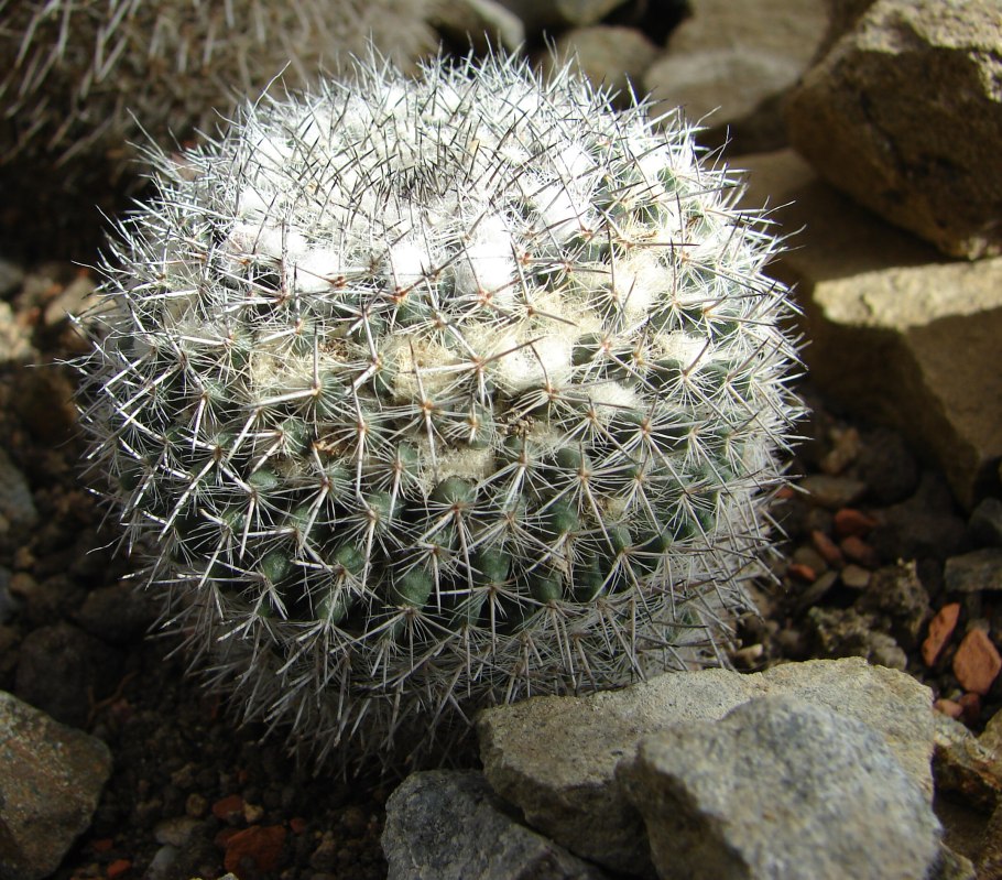 Маммиллярия гана Mammillaria hahniana