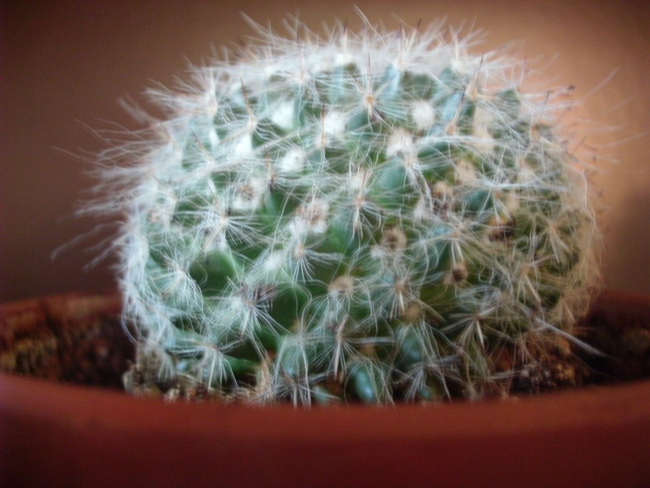 Маммиллярия Ханиана Mammillaria