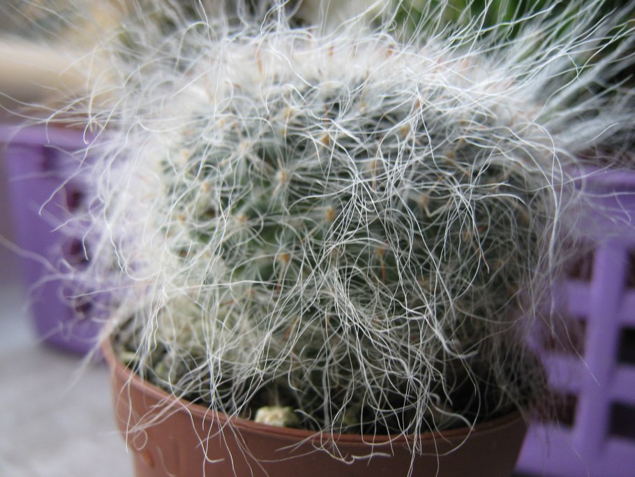 Mammillaria hahniana
