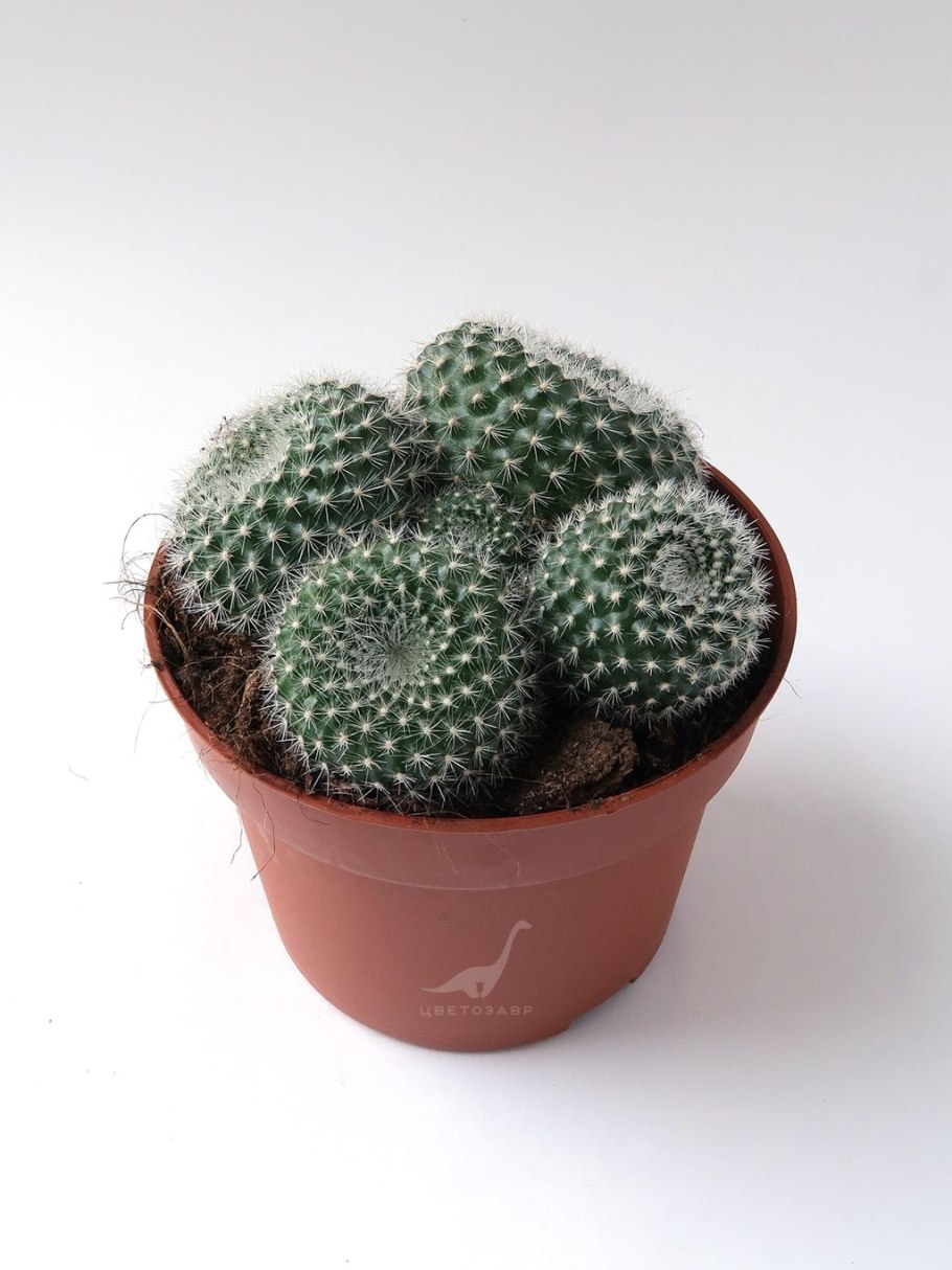 Цилиндрическая (Mammillaria mazatlanensis