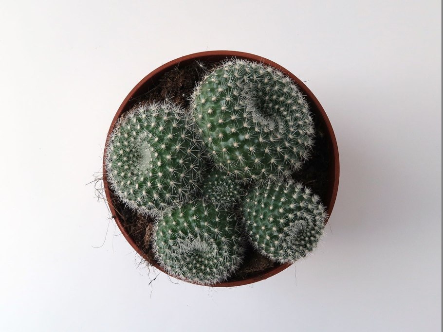 Маммиллярия Ханиана Mammillaria hahniana