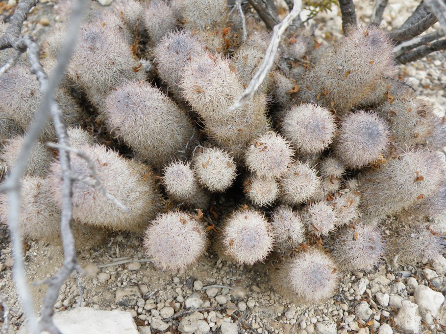 Маммиллярия хастифера