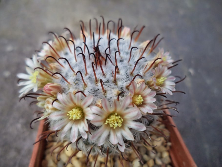 Маммиллярия гана вердерманиана