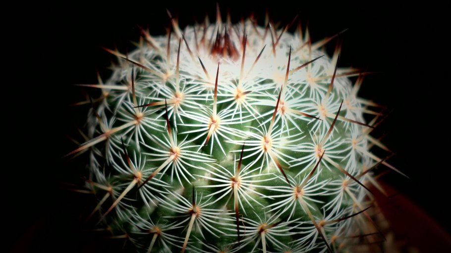 Маммиллярия элеганс