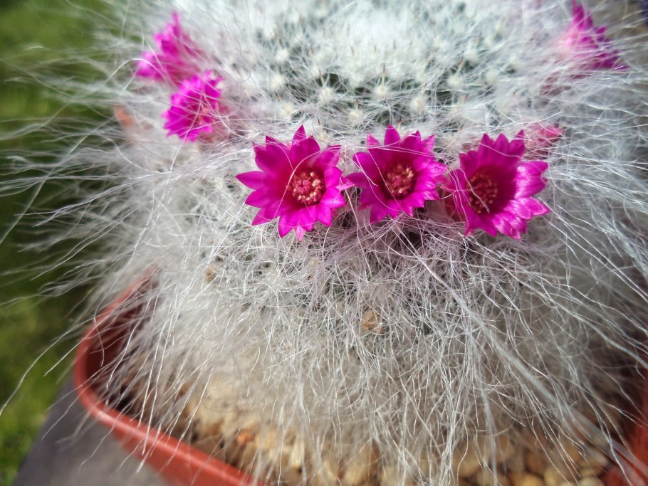 Маммиллярия Ханиана