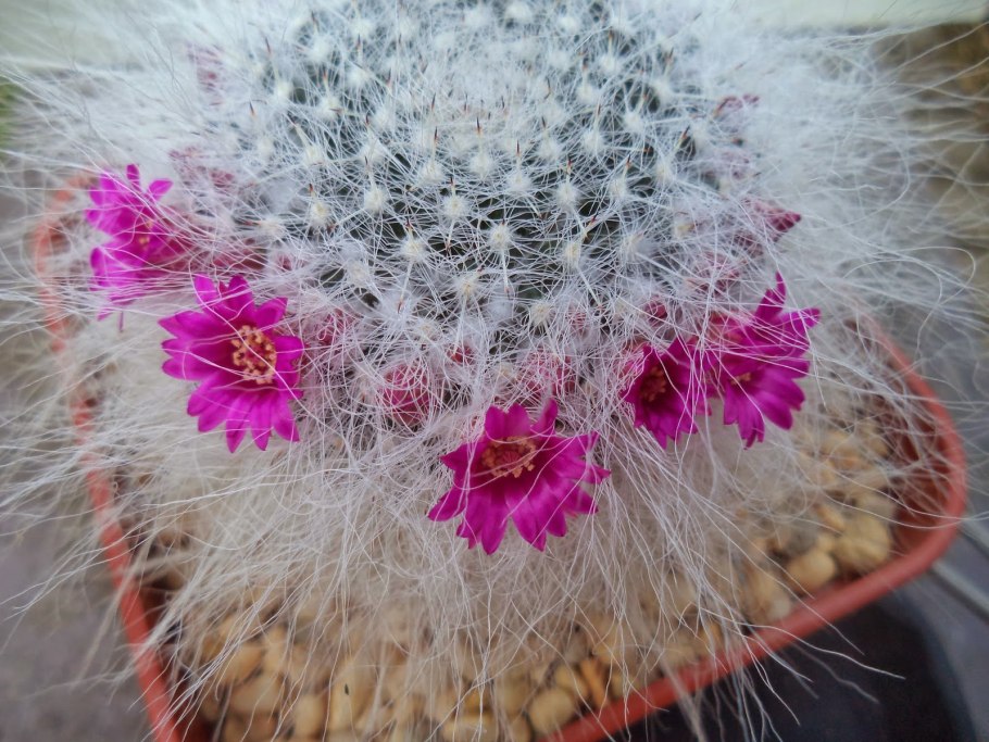 Маммиллярия hahniana