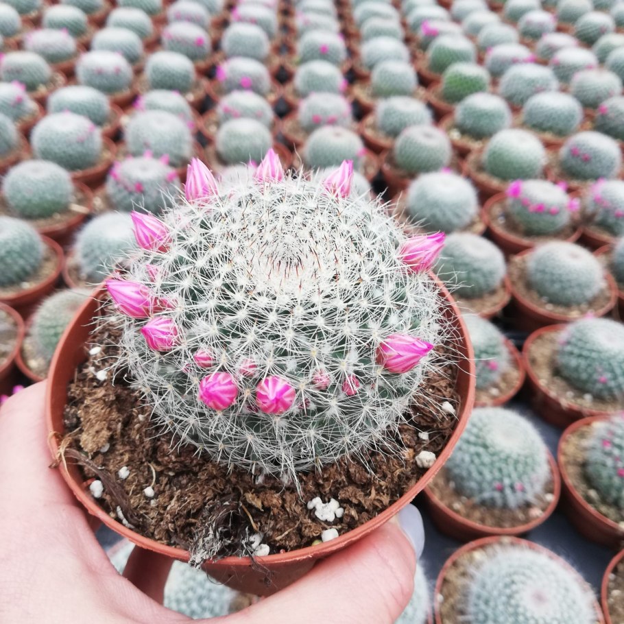 Кактус Маммиллярия Ханиана