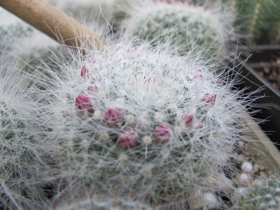 Маммиллярия Матуда фото