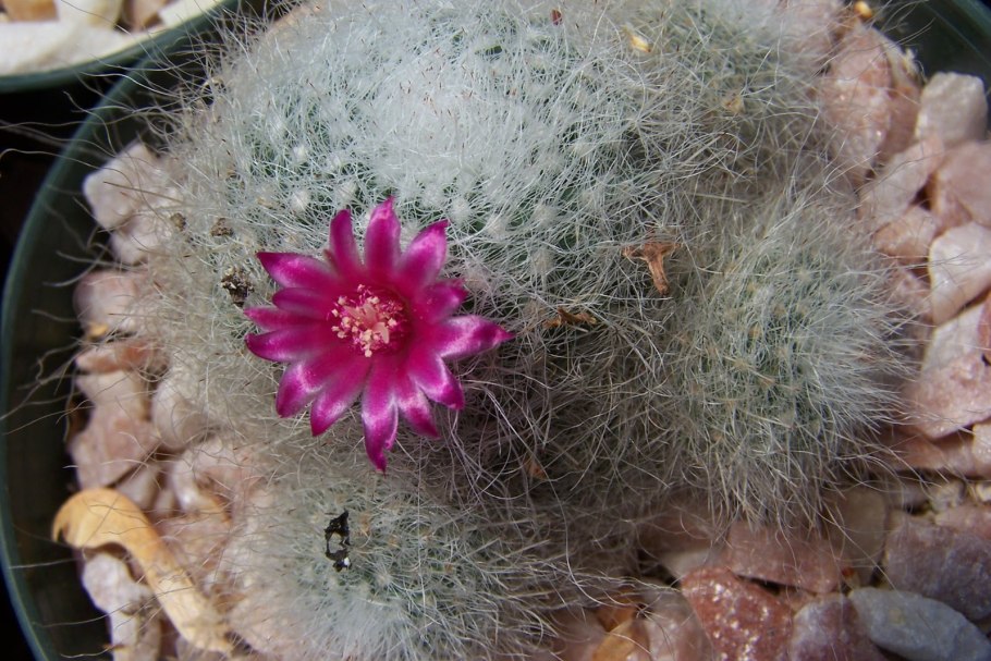 Mammillaria hahniana ml496