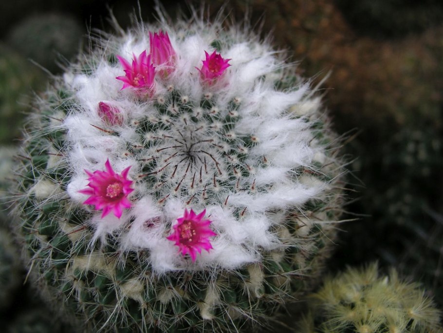 Маммиллярия Гумбольдта купить