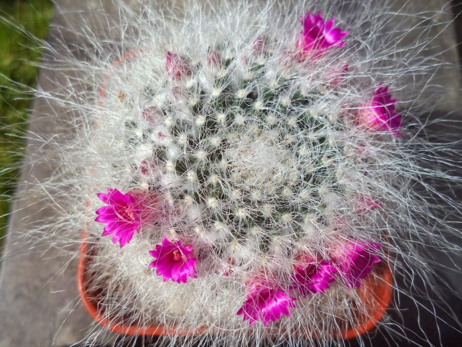 Маммиллярия гана Кактус