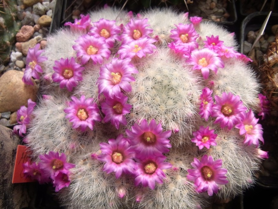 Маммиллярия perezdelarosae