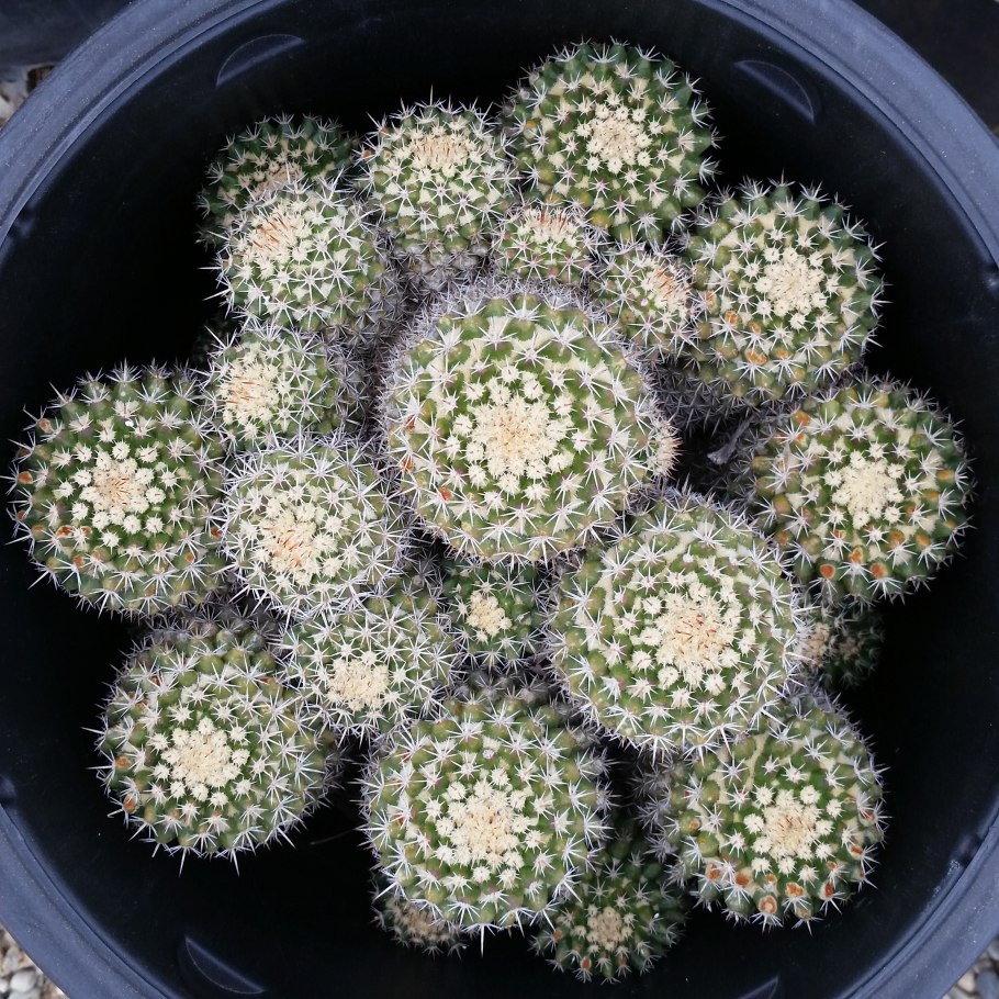 Маммиллярия ханиана