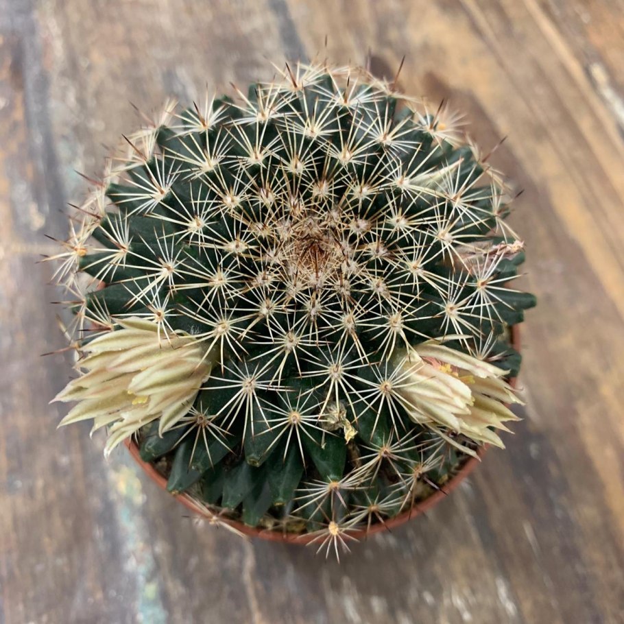 Mammillaria haageana variations