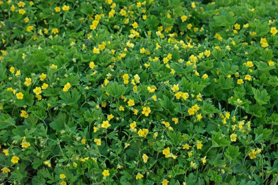 Вальдштейния тройчатая