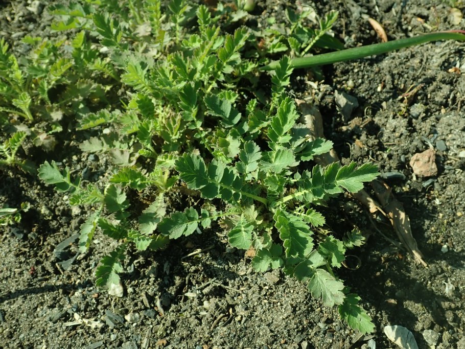 Вальдштейния гравилатолистная (Waldsteinia geoides)