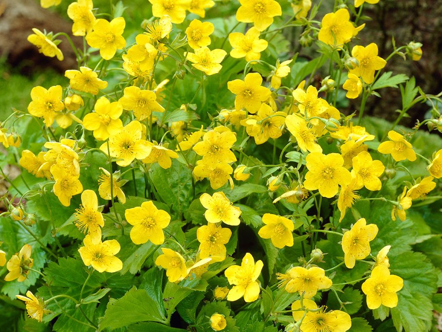 Вальдштейния земляниковидная