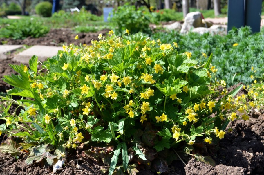 Вальдштейния тройчатая