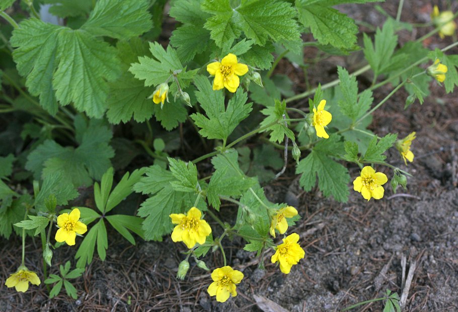 Вальдштейния гравилатолистная (Waldsteinia geoides)