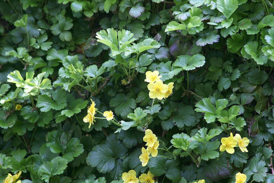 Вальдштейния тройчатая ternata