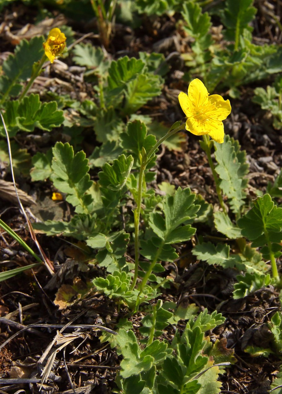 Вальдштейния гравилатовидная