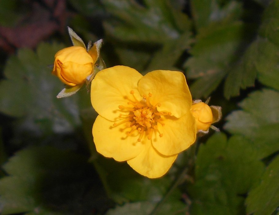 Колюрия гравилатовидная