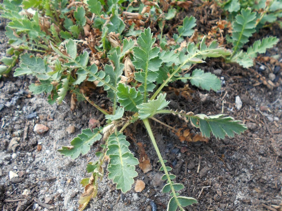 Coluria geoides колюрия гравилатовидная